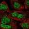 Zinc Finger Protein 638 antibody, HPA057395, Atlas Antibodies, Immunofluorescence image 