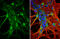 GluA1 antibody, GTX134137, GeneTex, Immunocytochemistry image 