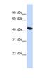 Transmembrane Protein 117 antibody, orb325543, Biorbyt, Western Blot image 