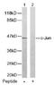 Jun Proto-Oncogene, AP-1 Transcription Factor Subunit antibody, AP02564PU-S, Origene, Western Blot image 