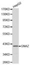 G Protein Subunit Alpha Z antibody, abx000778, Abbexa, Western Blot image 