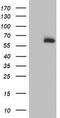 Acyl-CoA Synthetase Medium Chain Family Member 5 antibody, TA504490, Origene, Western Blot image 