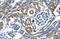 IKAROS Family Zinc Finger 1 antibody, 27-693, ProSci, Immunohistochemistry paraffin image 