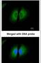 Kininogen 1 antibody, PA5-21333, Invitrogen Antibodies, Immunofluorescence image 