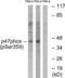 Neutrophil Cytosolic Factor 1 antibody, LS-C199376, Lifespan Biosciences, Western Blot image 
