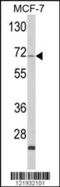 Zyg-11 Family Member A, Cell Cycle Regulator antibody, 63-584, ProSci, Western Blot image 