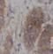 Collagen alpha-1(XIV) chain antibody, FNab10495, FineTest, Immunohistochemistry frozen image 