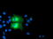 PFKP antibody, TA503982, Origene, Immunofluorescence image 