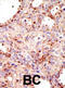 ADP Ribosylation Factor GTPase Activating Protein 1 antibody, abx031576, Abbexa, Immunohistochemistry frozen image 