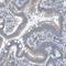 Membrane Integral NOTCH2 Associated Receptor 1 antibody, HPA011545, Atlas Antibodies, Immunohistochemistry frozen image 