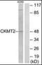 Creatine Kinase, Mitochondrial 2 antibody, orb137582, Biorbyt, Western Blot image 