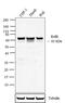 RELB Proto-Oncogene, NF-KB Subunit antibody, 437500, Invitrogen Antibodies, Western Blot image 