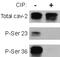 Caveolin 2 antibody, GTX13544, GeneTex, Western Blot image 