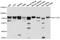 Solute Carrier Family 11 Member 2 antibody, abx126556, Abbexa, Western Blot image 