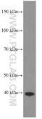 Heparin Binding Growth Factor antibody, 60064-1-Ig, Proteintech Group, Western Blot image 