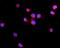 Interleukin 2 Receptor Subunit Gamma antibody, A00308-1, Boster Biological Technology, Immunofluorescence image 