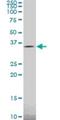 Tafazzin antibody, H00006901-M14, Novus Biologicals, Western Blot image 