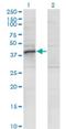 Ras Related GTP Binding B antibody, H00010325-M01, Novus Biologicals, Western Blot image 