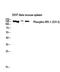 Insulin Receptor Substrate 1 antibody, STJ90731, St John