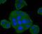 Complement Factor H antibody, A00562-1, Boster Biological Technology, Immunocytochemistry image 