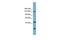 ERCC Excision Repair 6 Like, Spindle Assembly Checkpoint Helicase antibody, GTX44993, GeneTex, Western Blot image 