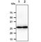 Adenylate Kinase 2 antibody, NBP2-50575, Novus Biologicals, Western Blot image 