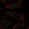 LKAAEAR Motif Containing 1 antibody, PA5-63307, Invitrogen Antibodies, Immunofluorescence image 