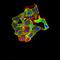Prostate Stem Cell Antigen antibody, orb11312, Biorbyt, Immunofluorescence image 