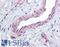 Potassium Calcium-Activated Channel Subfamily M Alpha 1 antibody, LS-A9575, Lifespan Biosciences, Immunohistochemistry paraffin image 