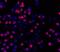 H2A Histone Family Member X antibody, 14-9865-80, Invitrogen Antibodies, Immunocytochemistry image 