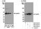 Calcium/calmodulin-dependent protein kinase type IV antibody, NB300-287, Novus Biologicals, Western Blot image 