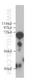 Methyltransferase Like 4 antibody, 17718-1-AP, Proteintech Group, Western Blot image 