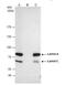 Lamin A/C antibody, NBP2-19324, Novus Biologicals, Immunoprecipitation image 