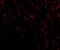 HtrA Serine Peptidase 2 antibody, A01941, Boster Biological Technology, Immunofluorescence image 
