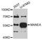Mannosidase Endo-Alpha antibody, abx126114, Abbexa, Western Blot image 