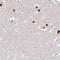Proteasome 26S Subunit, Non-ATPase 7 antibody, HPA049824, Atlas Antibodies, Immunohistochemistry frozen image 