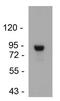 G Protein-Coupled Receptor 20 antibody, GTX15609, GeneTex, Western Blot image 