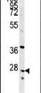 Indolethylamine N-Methyltransferase antibody, PA5-25390, Invitrogen Antibodies, Western Blot image 