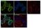 High Mobility Group Nucleosome Binding Domain 5 antibody, 720391, Invitrogen Antibodies, Immunocytochemistry image 