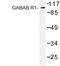 Gamma-Aminobutyric Acid Type B Receptor Subunit 1 antibody, LS-C177155, Lifespan Biosciences, Western Blot image 