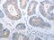 P21 (RAC1) Activated Kinase 1 antibody, CSB-PA238998, Cusabio, Immunohistochemistry frozen image 
