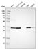 Transmembrane Protein 51 antibody, HPA014547, Atlas Antibodies, Western Blot image 