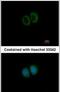 Striatin 3 antibody, PA5-31368, Invitrogen Antibodies, Immunofluorescence image 