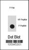 Signal Transducer And Activator Of Transcription 5A antibody, MBS9207155, MyBioSource, Dot Blot image 