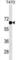 Estrogen Receptor 1 antibody, abx025378, Abbexa, Western Blot image 
