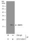 MAF BZIP Transcription Factor G antibody, GTX114541, GeneTex, Immunoprecipitation image 