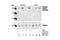 TSC Complex Subunit 2 antibody, 3612S, Cell Signaling Technology, Western Blot image 