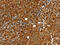 RAN, Member RAS Oncogene Family antibody, CSB-PA122817, Cusabio, Immunohistochemistry paraffin image 