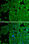 p53 antibody, 19-867, ProSci, Immunofluorescence image 