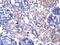 Putative endoplasmin-like protein antibody, 30-997, ProSci, Immunohistochemistry paraffin image 